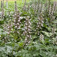 アカンサス,今日のお花,グリーンコート,お出かけ先の画像