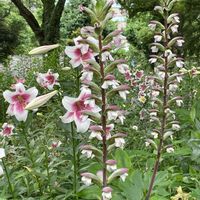 アカンサス,ユリ,トライアンファーター,日比谷公園,今日のお花の画像