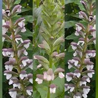 アカンサス,公園,感謝,いつもありがとう♡,祈りの画像