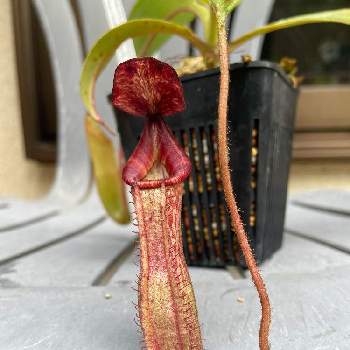 屋外栽培の投稿画像一覧 Greensnap グリーンスナップ