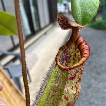 屋外栽培の投稿画像一覧 Greensnap グリーンスナップ