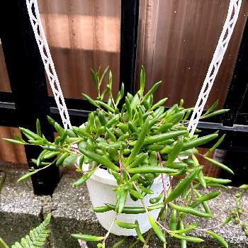 垂れ下がる植物の投稿画像一覧 Greensnap グリーンスナップ