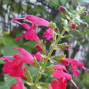 パイナップルセージ の投稿画像一覧 Greensnap グリーンスナップ パイナップルセージ の投稿画像一覧 Greensnap グリーンスナップ