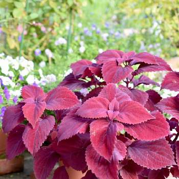 コリウス レッドヘッドの一覧 Greensnap グリーンスナップ