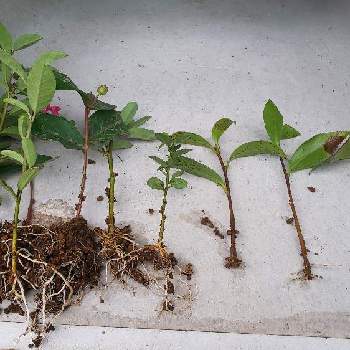 サザンカの投稿画像一覧 Greensnap グリーンスナップ