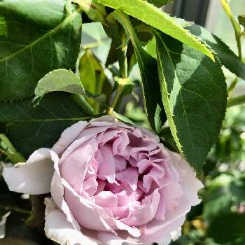 青薔薇 青龍苗木 ブルーローズ Www Szgpyg Com