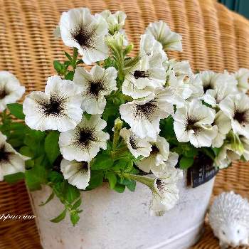 ペチュニア　カプチーノの画像 by ちいちいさん | かわいい花とペチュニア　カプチーノとM&B Flora