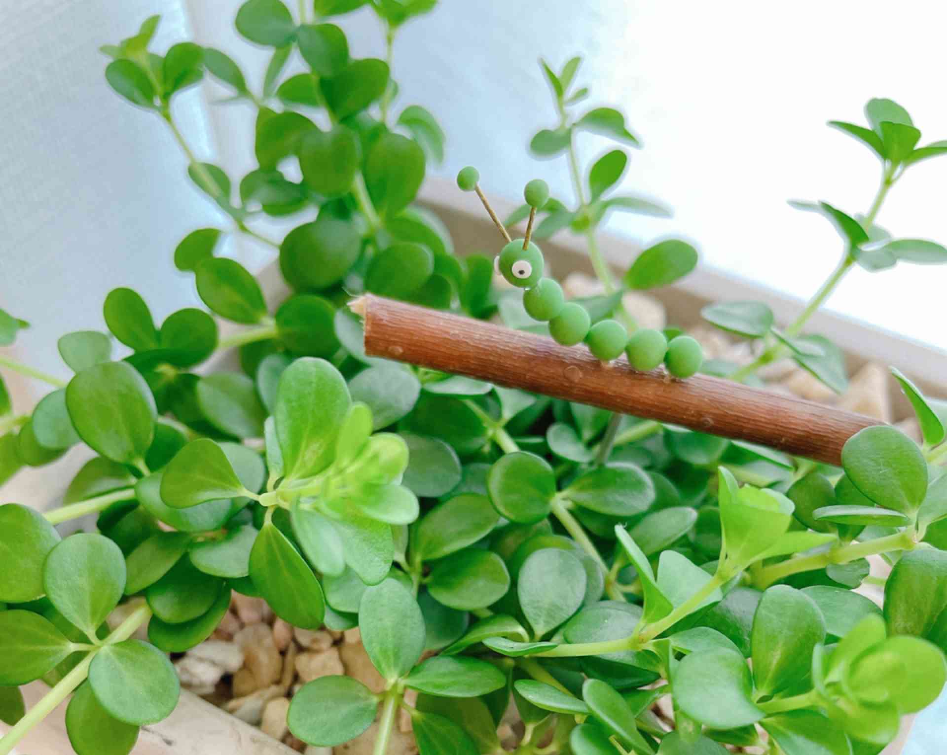 我が家のペペロミア𓂃𓂂21/1000｜🍀GreenSnap（グリーンスナップ）