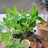 ジャカランダの育て方 鉢植えや地植えの時期 剪定方法は Greensnap グリーンスナップ