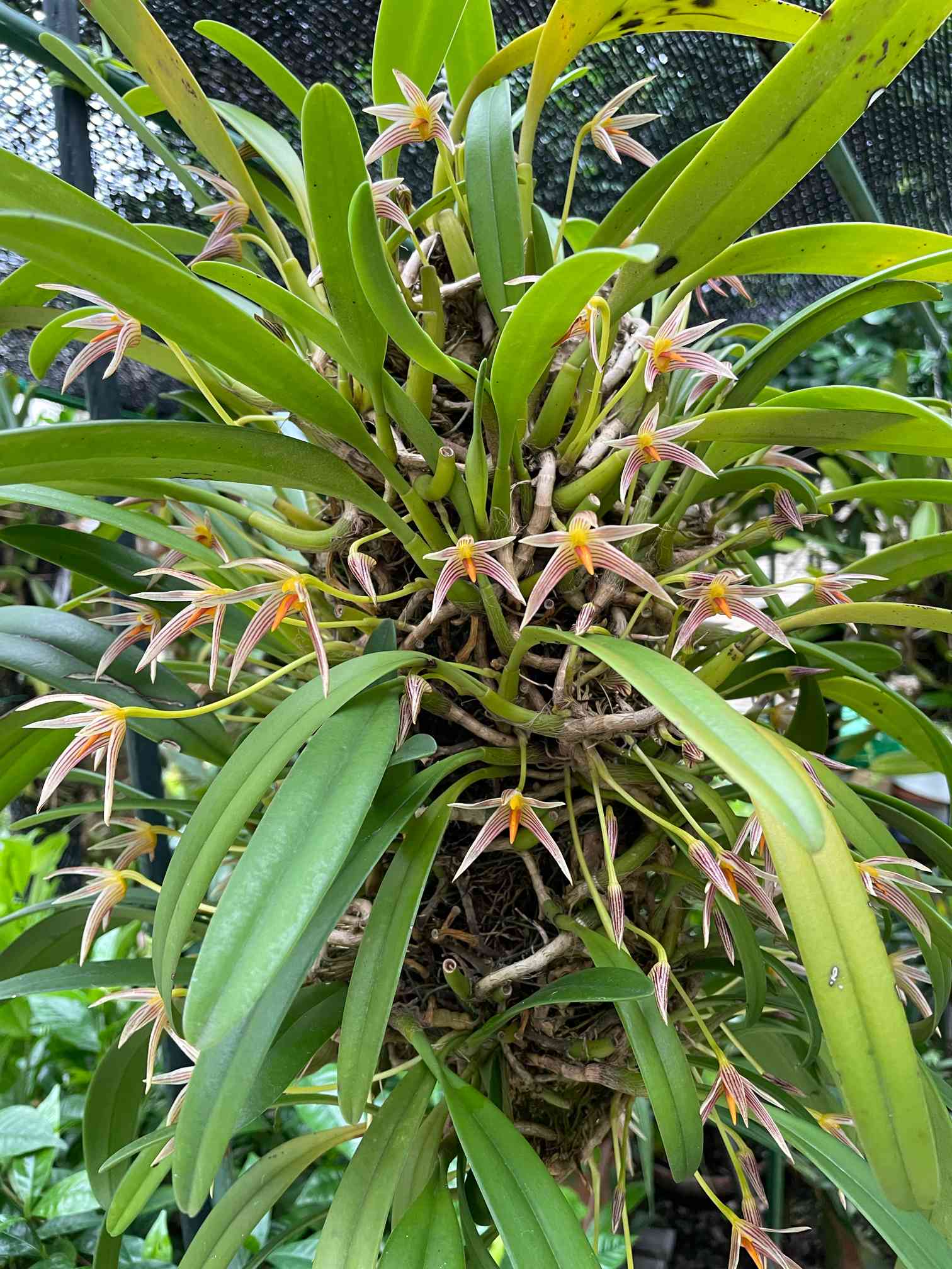 クスクスランの一覧｜🍀GreenSnap（グリーンスナップ）