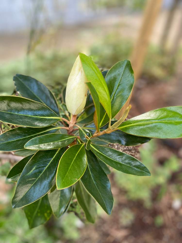 タイサンボク リトルジェムの投稿画像 By Gdnaさん タイサンボクと緑が好きと夏の花とつぼみと庭木と白い花と地植えと緑が好きと夏の花とつぼみと庭木と白い花と地植え 22月8月21日 Greensnap グリーンスナップ Greensnap グリーンスナップ