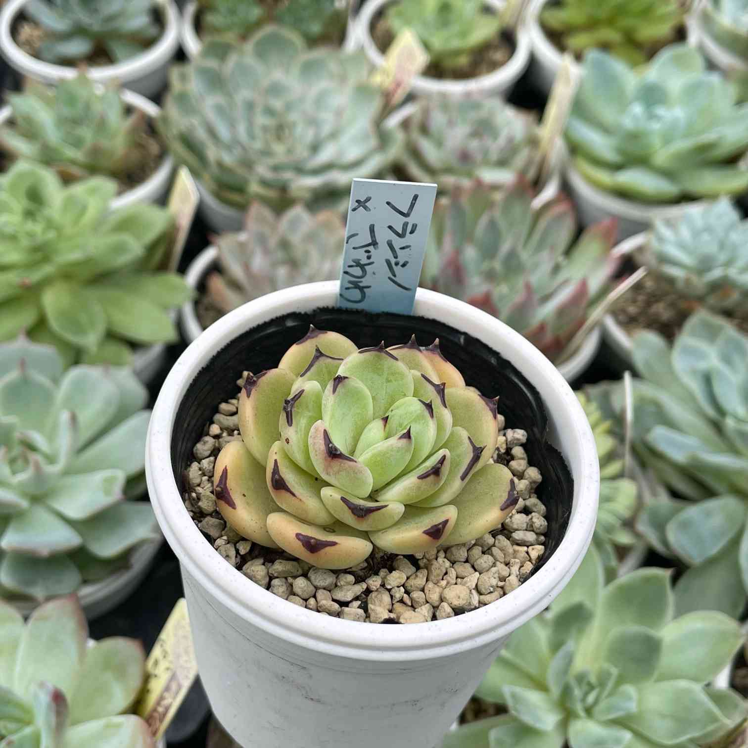 フランシノxざわわ 白蓮華x白鳳 青札 おらいさん苗 sesamiさん苗 札