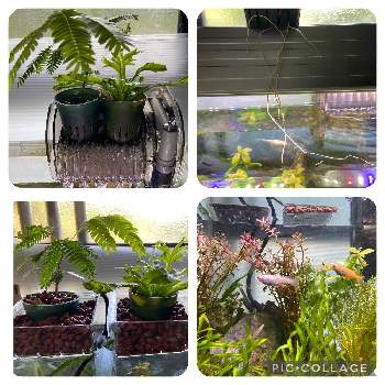 水槽のある暮らしの投稿画像一覧 Greensnap グリーンスナップ