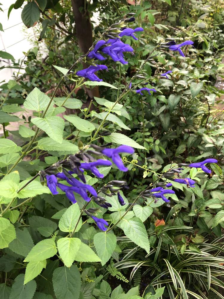 大切な癒やしの投稿画像 By かほるさん パープルと小さな花壇とハーブとちっちゃいものクラブと小さな庭とブルーと大切な癒やしとパープルと小さな花壇とハーブとちっちゃいものクラブとブルー 22月8月21日 Greensnap グリーンスナップ Greensnap グリーン