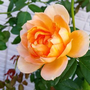 LadyofShalott,#Lady of Shalott,イングリッシュ・ローズ,玄関の画像