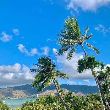ハワイアン スタイルの画像 by ohanamakihawaiiさん | エクステリアと ヤシの木とハワイアン スタイルとトロピカルとハワイの植物とエキゾチックガーデンと自然の美とハワイ