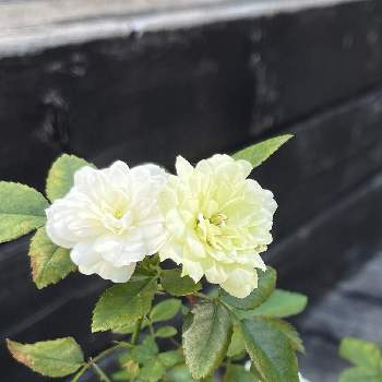 花持ちが良いの投稿画像一覧 Greensnap グリーンスナップ