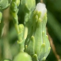 レタス,花壇,ガーデニング,野菜の花,キク科の画像