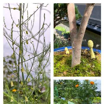 枝豆,椿 つばき,アスパラガス,コガネキヌカラカサタケ,アフリカン・マリーゴールドの画像