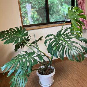 観葉植物,100均観葉植物,葉っぱ好き,モンステラ☆デリシオーサ,ダイソー観葉植物の画像