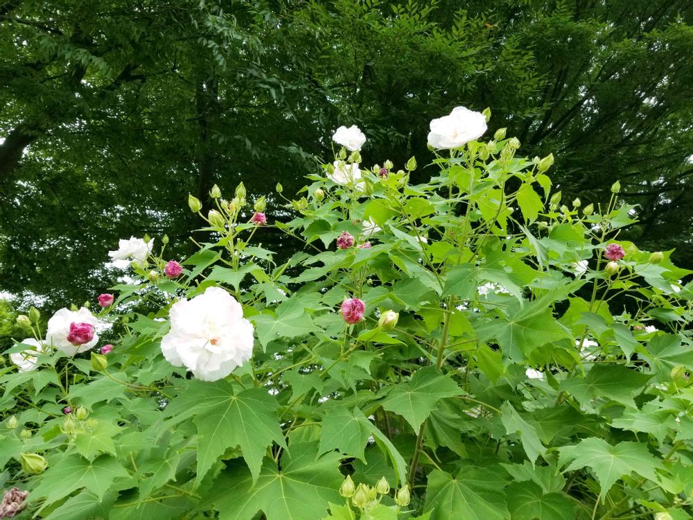 エリィさんの港の見える丘公園への投稿