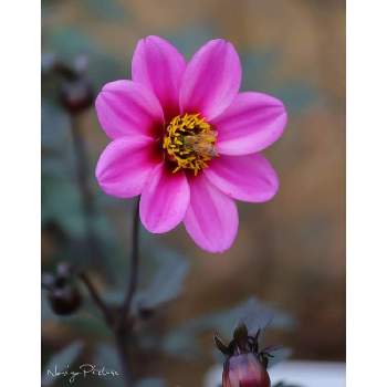 和歌山 緑花センターの投稿画像一覧 Greensnap グリーンスナップ