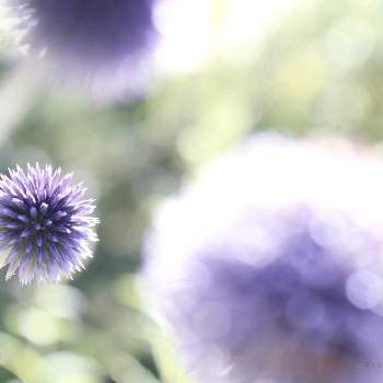 エキノプスの投稿画像一覧 Greensnap グリーンスナップ