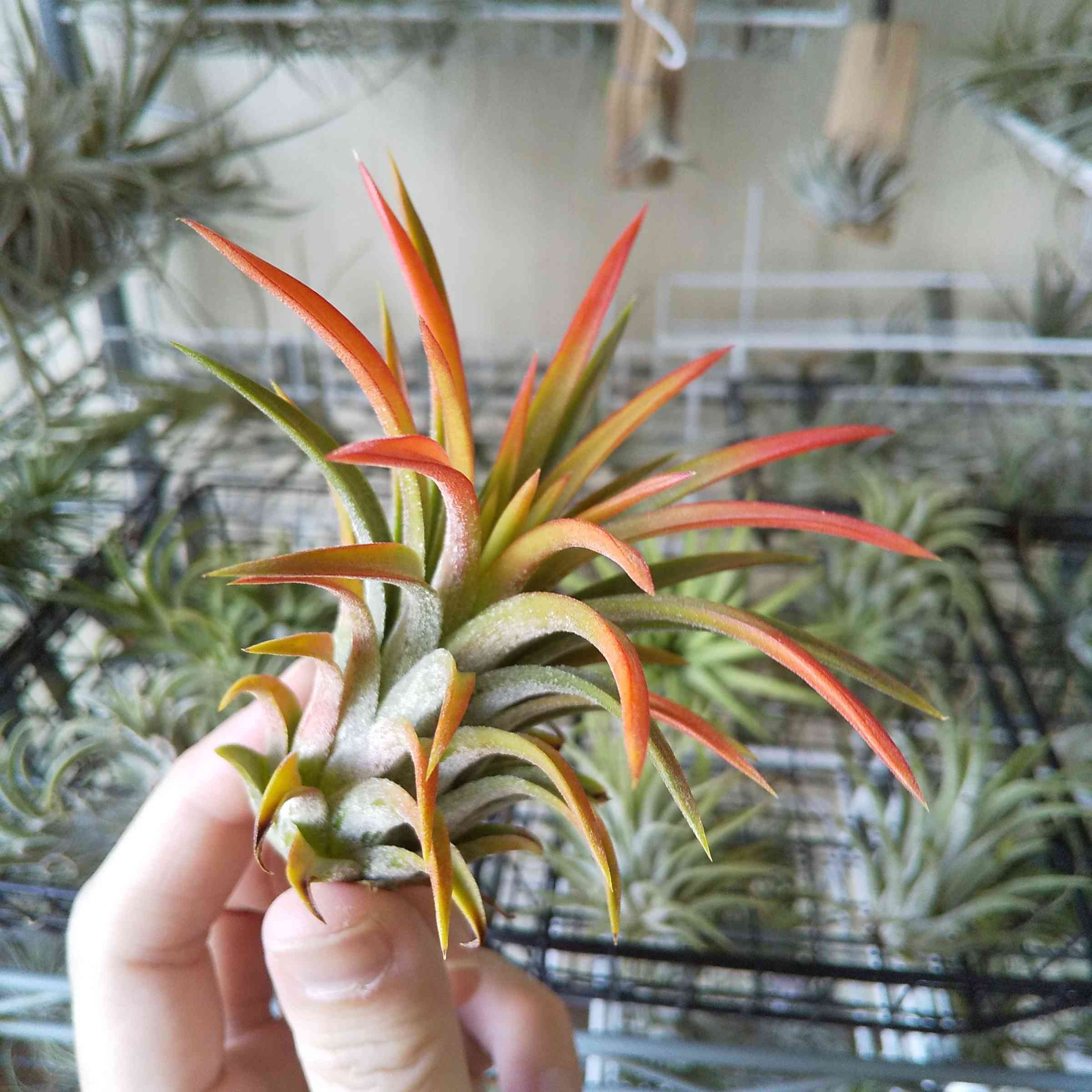 T. ionantha Pachara Solarishの一覧｜🍀GreenSnap（グリーンスナップ）