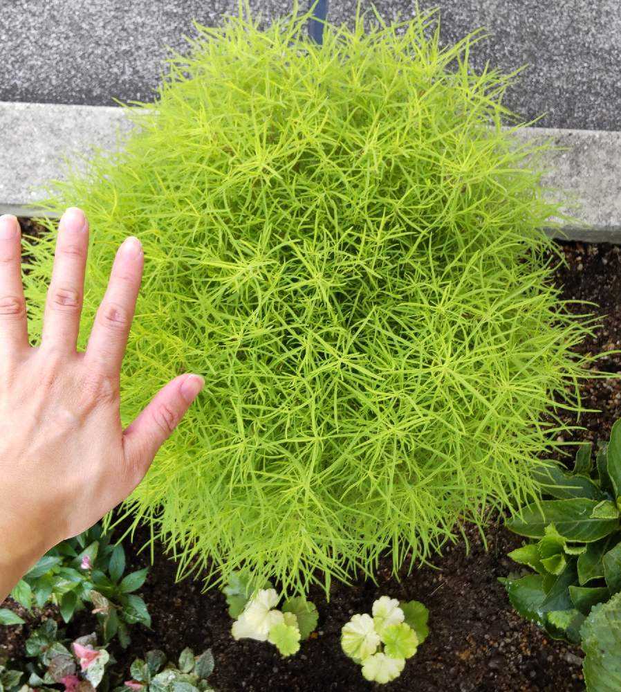 コキア 成長記録 Greensnap グリーンスナップ