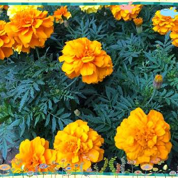 マリーゴールドオレンジの投稿画像一覧 Greensnap グリーンスナップ