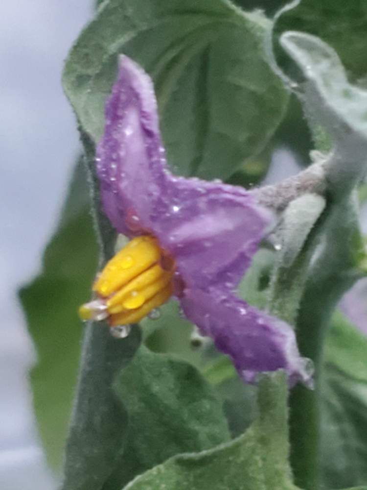 ナス科の投稿画像 By ごろろんっ さん 栽培記録とやさいと成長記録と自家製野菜とナス科と栽培記録とやさいと成長記録と自家製野菜 22月8月23日 Greensnap グリーンスナップ Greensnap グリーンスナップ