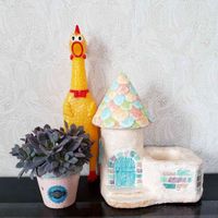 デビー,多肉植物,モルタルハウス,モルタルプランター,たにおたくらぶの画像