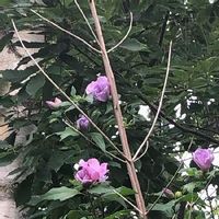 シャクナゲ 石楠花 の育て方 剪定の時期や切る枝は 芽かきや挿し木の方法は Greensnap グリーンスナップ