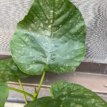 病気 の投稿画像一覧 Greensnap グリーンスナップ 病気 の投稿画像一覧 Greensnap グリーンスナップ