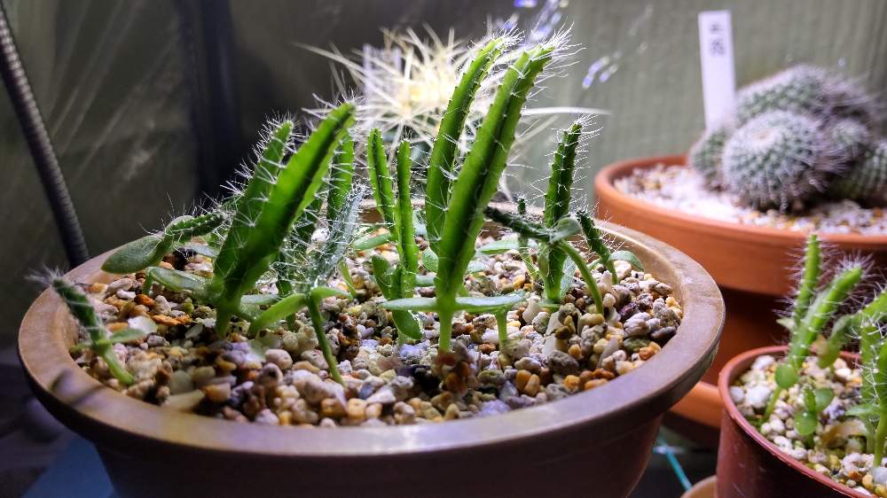 部屋の投稿画像 By 毒柳さん サボテン実生と サボテンと ドラゴンフルーツとサボテン実生と サボテンと ドラゴンフルーツ 22月8月23日 Greensnap グリーンスナップ Greensnap グリーンスナップ