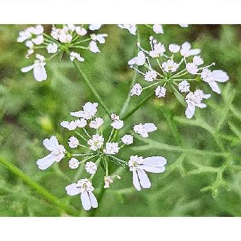 パクチーの投稿画像一覧 Greensnap グリーンスナップ