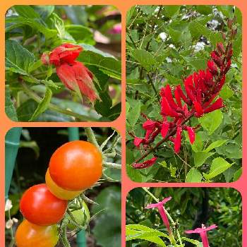 朱色の花の投稿画像一覧 Greensnap グリーンスナップ 朱色の花の投稿画像一覧 Greensnap グリーンスナップ