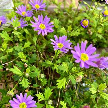 ブラキカム,夏のお花,可愛いお花,紫色の花,紫色のお花の画像