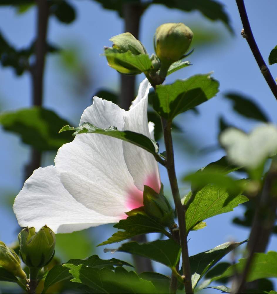 ムクゲの投稿画像 By Naoさん 小さな庭とアオイ科と花のある暮らしとgreen Up とおうち園芸とアオイ科と花のある暮らしとgreen Up とおうち園芸 22月8月24日 Greensnap グリーンスナップ Greensnap グリーンスナップ