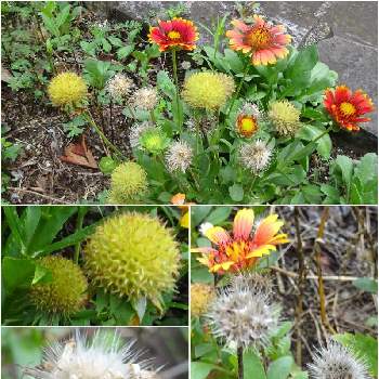 フワフワ種 の投稿画像一覧 Greensnap グリーンスナップ