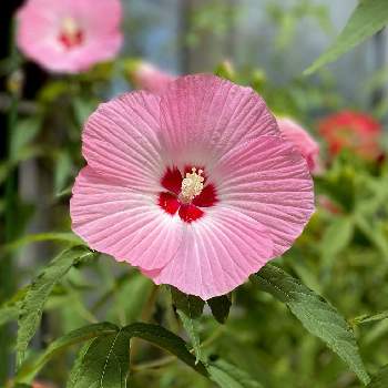 花畑の投稿画像一覧 Greensnap グリーンスナップ