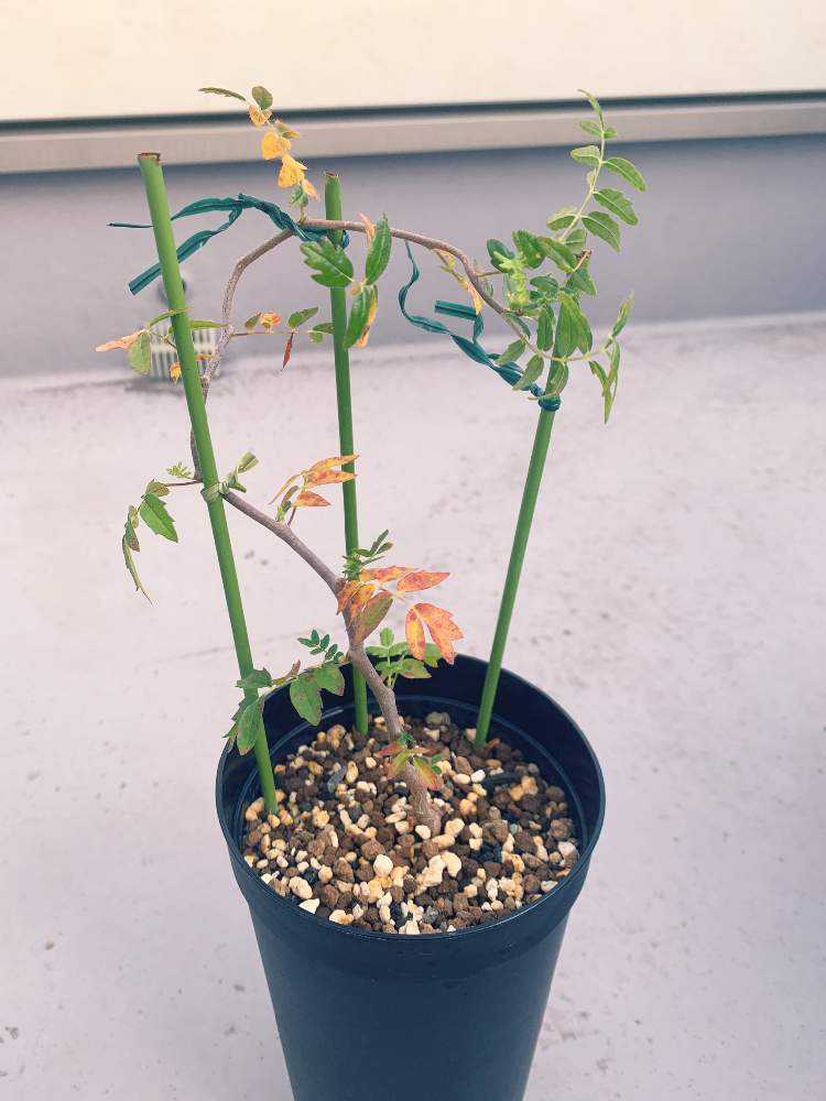 コミフォラモンストローサ commiphora monstrosa｜🍀GreenSnap（グリーンスナップ）