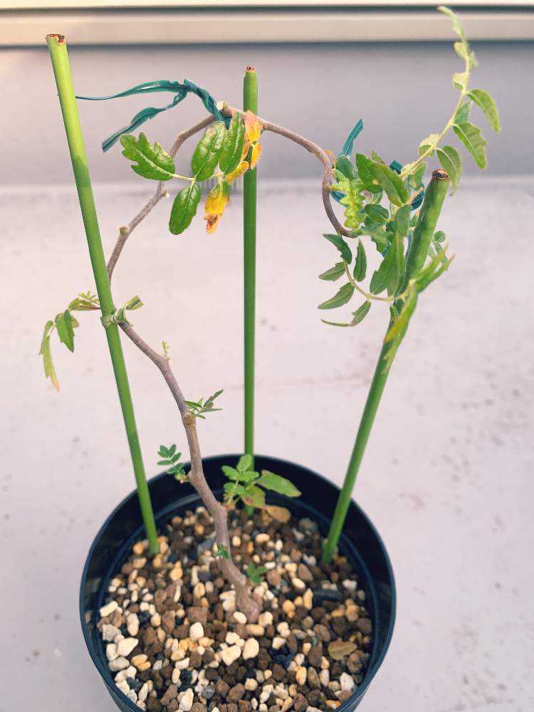 コミフォラモンストローサ commiphora monstrosa｜🍀GreenSnap