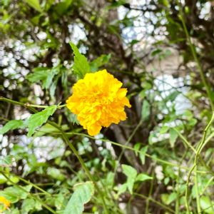 ヤエヤマブキ,花壇,黄色い花,八重咲き,落葉低木の画像