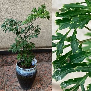 観葉植物,100均観葉植物,わが家の観葉植物❢,葉っぱ好き,watts産の画像