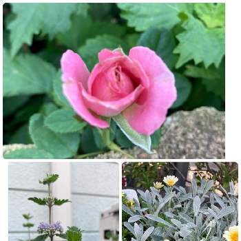 ガザニア ビースト シルバーフォックスの投稿画像一覧 Greensnap グリーンスナップ