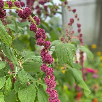 アマランサスの投稿画像一覧 Greensnap グリーンスナップ