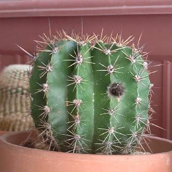 花盛丸の投稿画像一覧 Greensnap グリーンスナップ 花盛丸の投稿画像一覧 Greensnap グリーンスナップ