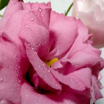 お買い得の画像 by moonさん | 部屋とトルコキキョウとピンクの花と夏の花と水に挿した花とお買い得