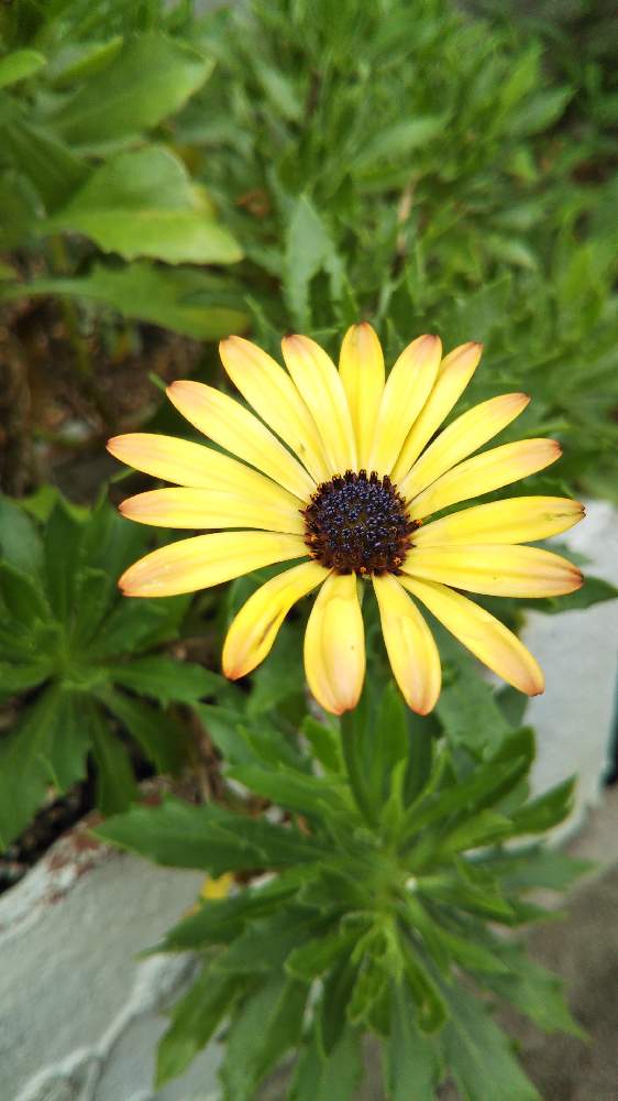 オスぺオスペルマムの投稿画像 By うばざくらさん 小さな庭と気持ち和らぐと盛夏と癒し系とかわいい子と花いろいろと秋の色とチーム新潟と気持ち和らぐと盛夏と癒し系とかわいい子と花いろいろと秋の色とチーム新潟 22月8月24日 Greensnap グリーンスナップ